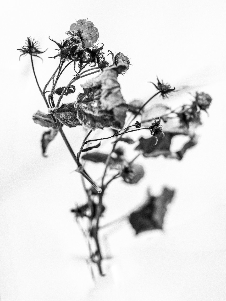 花の中で 2021 年 10 月 (b/w 写真) 作： Teis Albers