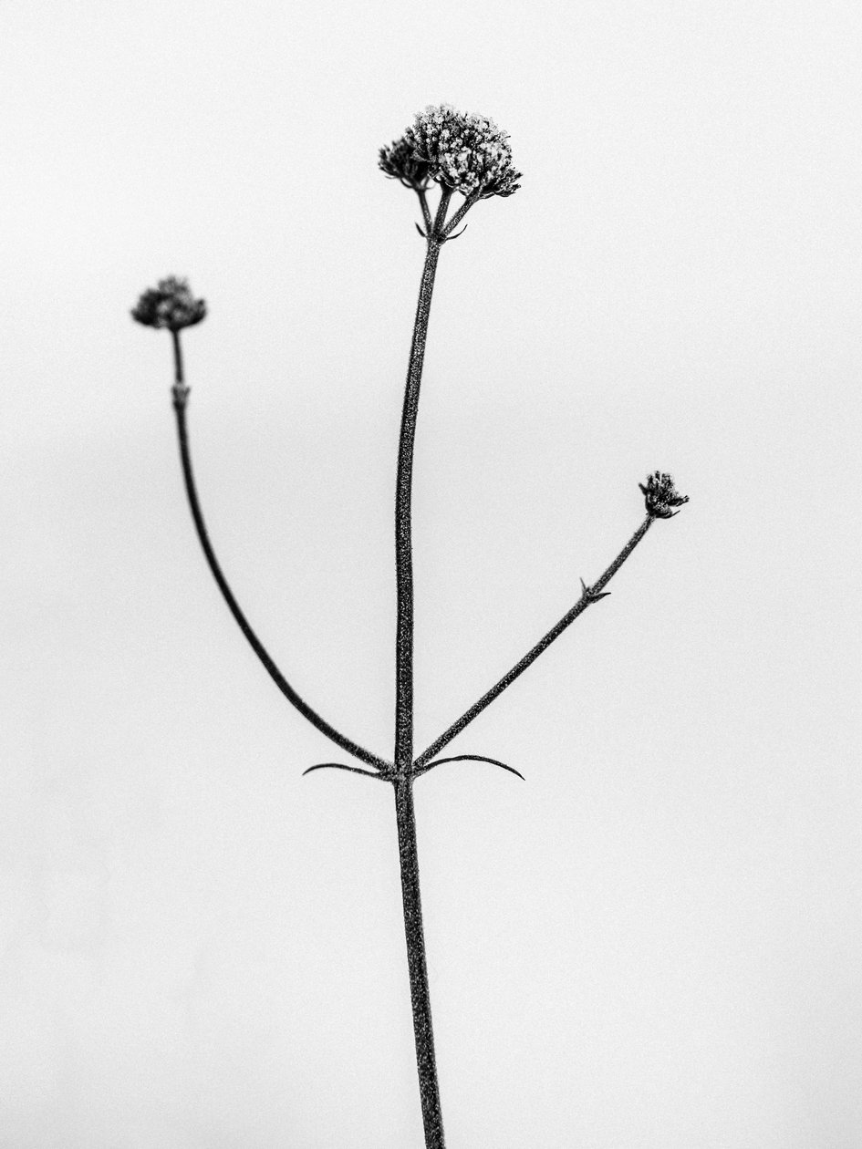 花の中で 2021 年 11 月 (b/w 写真) 作： Teis Albers