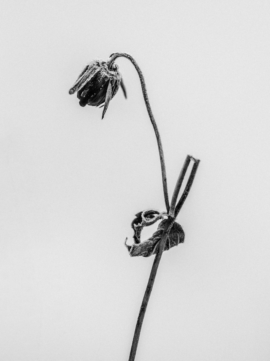 花の中で 2021 年 12 月 12 日 (b/w 写真) 作： Teis Albers