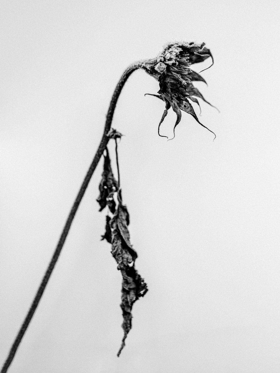 花の中で 2021年15月15日 (白黒写真) 作： Teis Albers