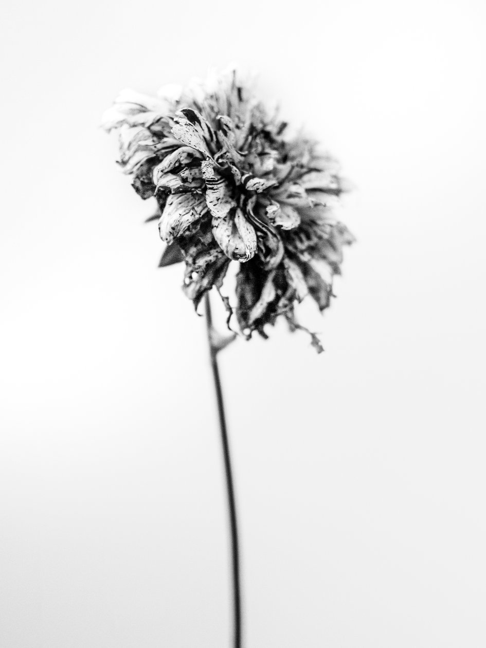 花の中で 2021 年 17 月 17 日 (b/w 写真) 作： Teis Albers