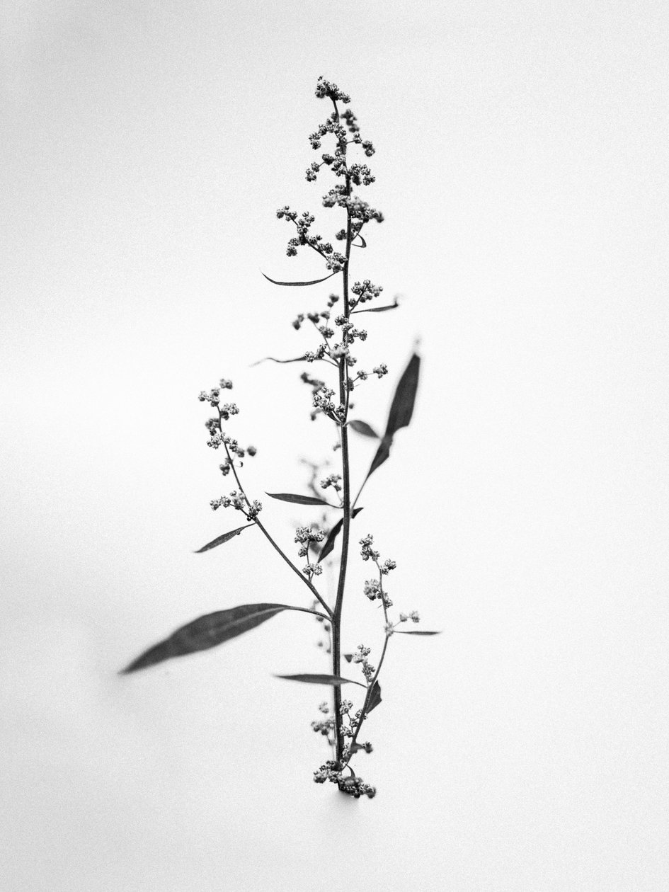 花の中で 2021 年 24 日 (b/w 写真) 作： Teis Albers