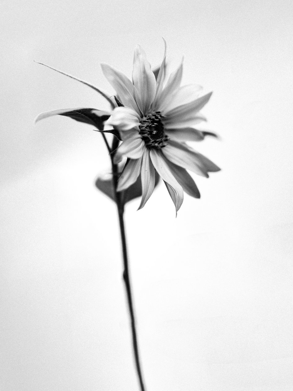 花の中で 2021 年 25 日 (b/w 写真) 作： Teis Albers