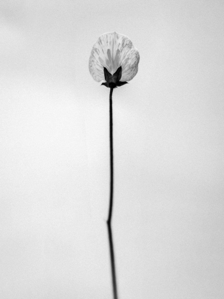 花の中で 2021 年 26 日 (b/w 写真) 作： Teis Albers