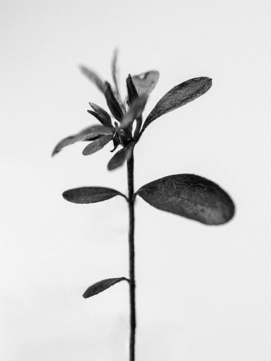 花の中で 2021 年 30 日 (b/w 写真) 作： Teis Albers