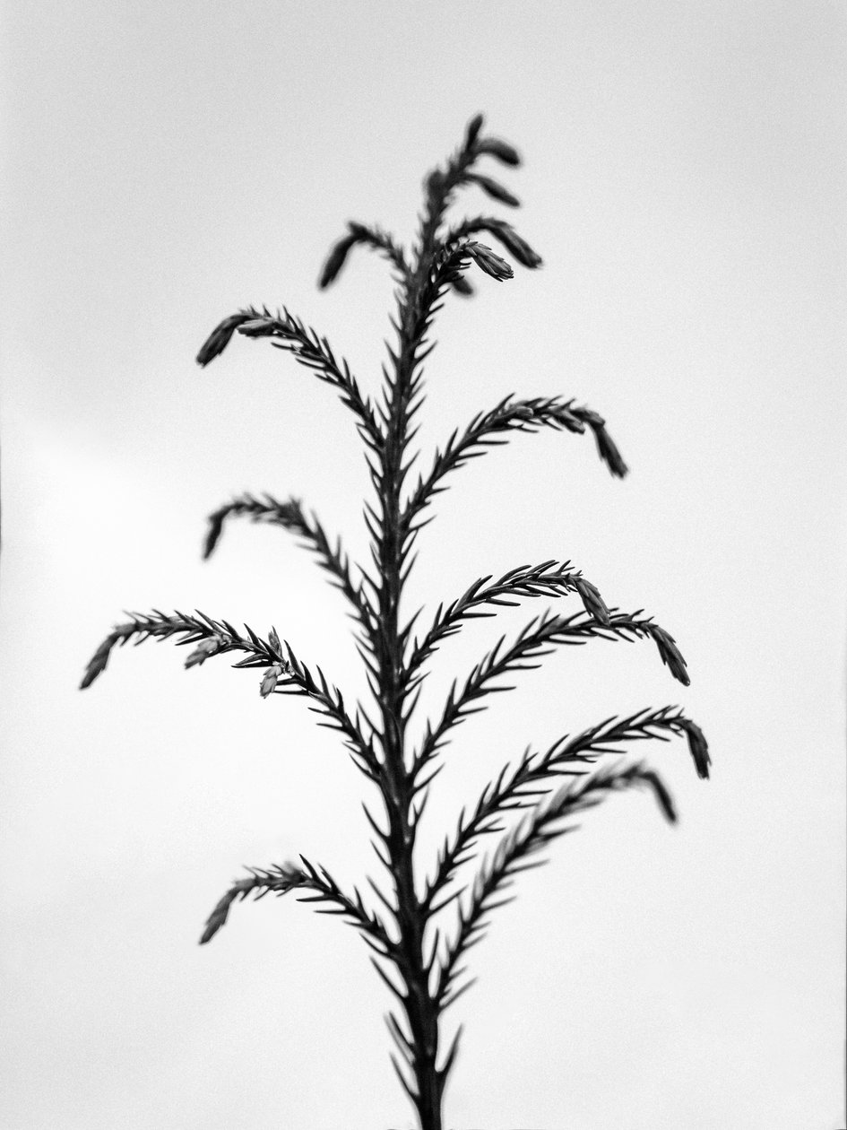 花の中で 2021 年 31 日 (b/w 写真) 作： Teis Albers