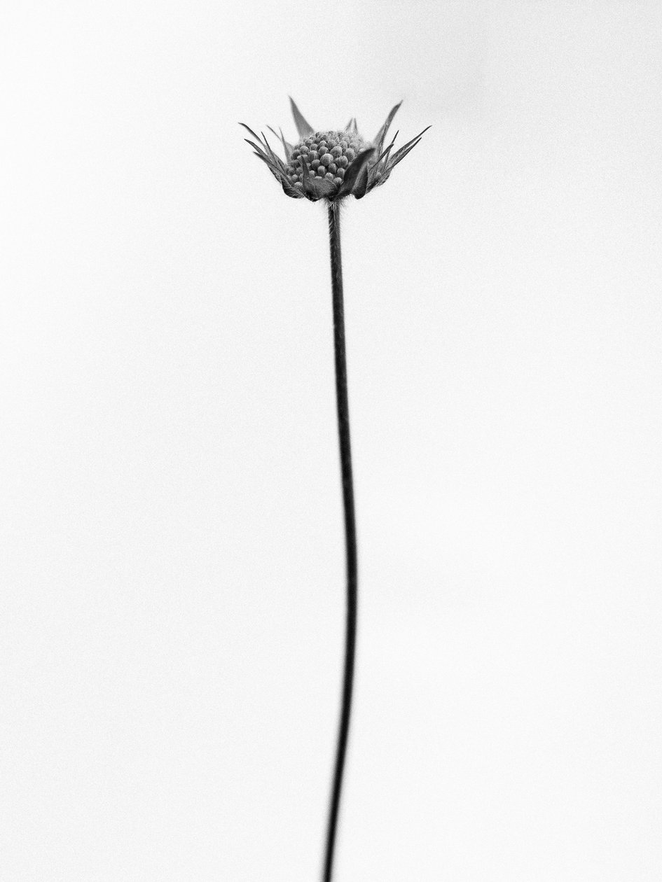 花の中で 2021 年 33 日 (b/w 写真) 作： Teis Albers