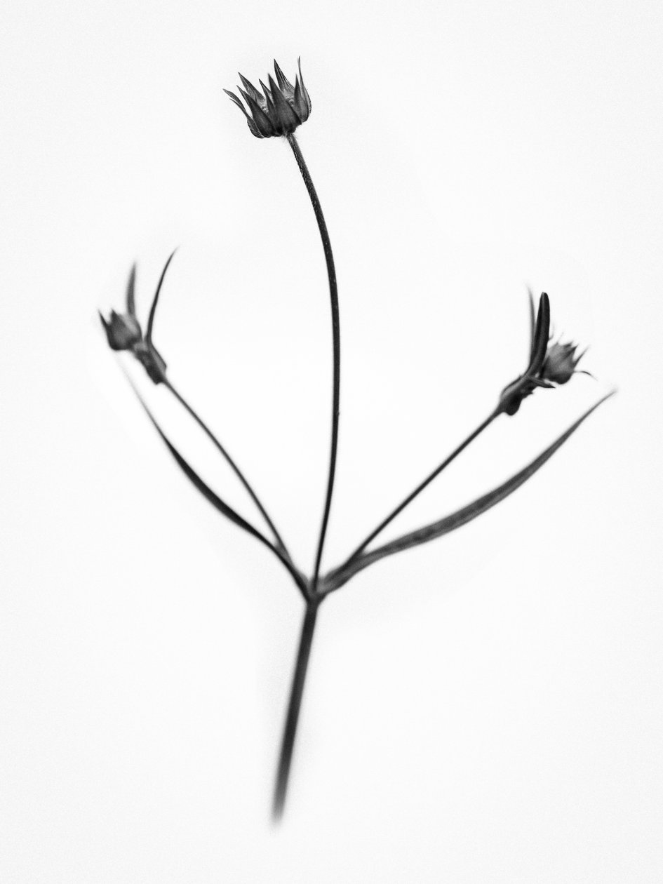花の中で 2021 年 34 日 (b/w 写真) 作： Teis Albers