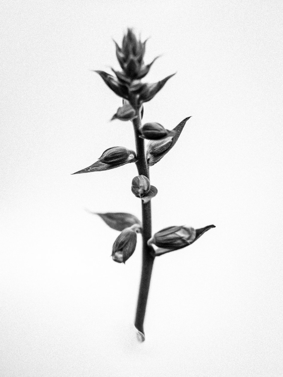 花の中で 35, 2021 (白黒写真) 作： Teis Albers