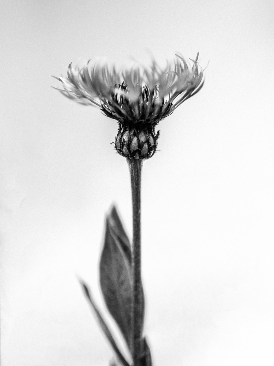花の中で 38, 2021 (白黒写真) 作： Teis Albers