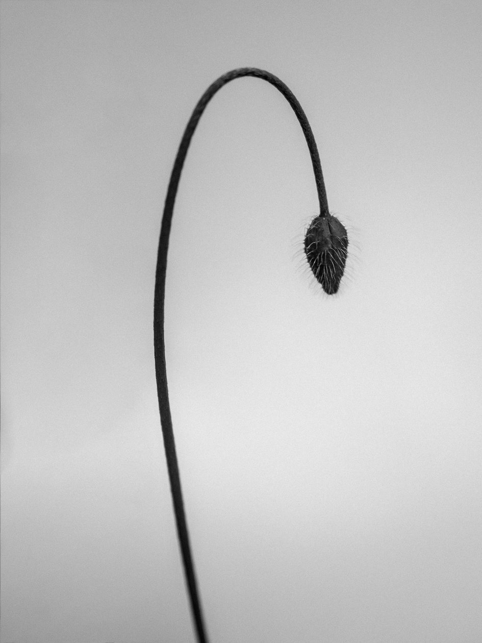 花の中で 39, 2021 (白黒写真) 作： Teis Albers