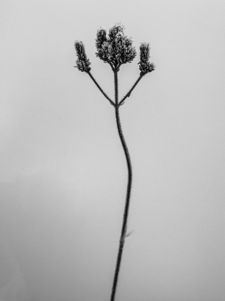 花の中で 3、2021 (白黒写真) 作： Teis Albers