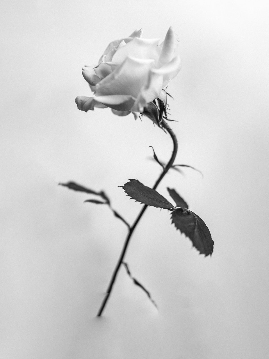 花の中で41、2021（白黒写真） 作： Teis Albers