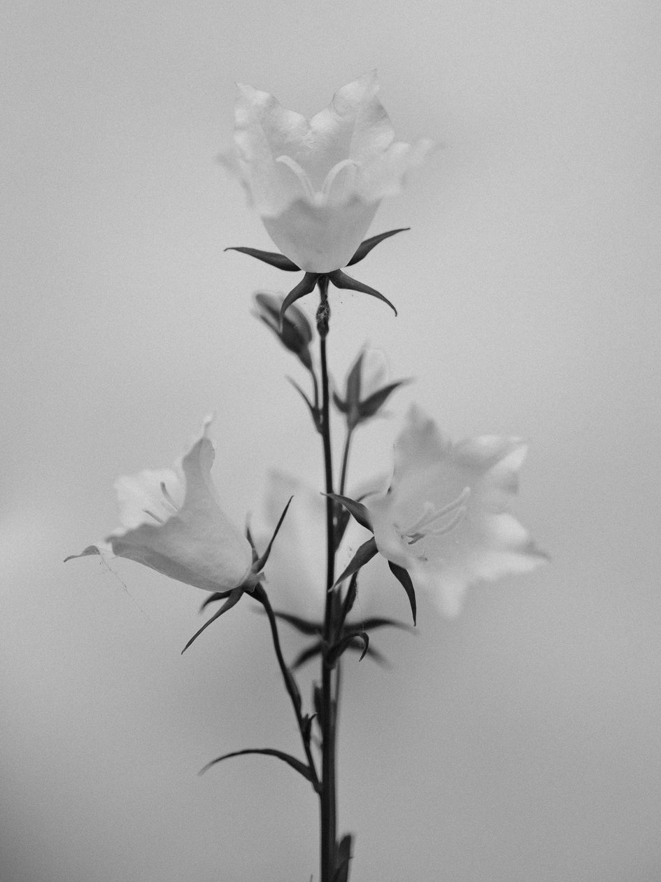 花の中で 43、2021（白黒写真） 作： Teis Albers