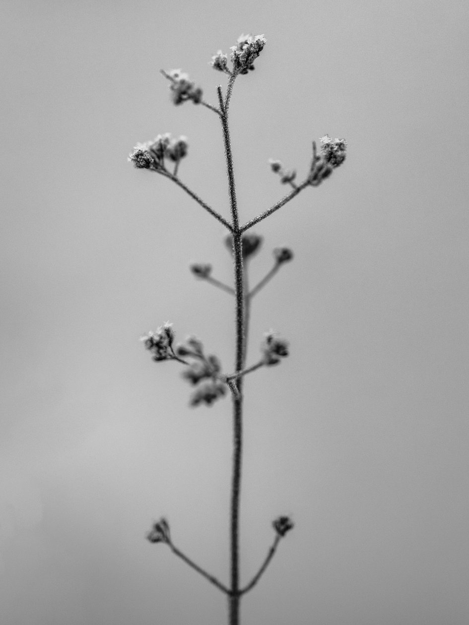 花の中で4、2021年（白黒写真） 作： Teis Albers