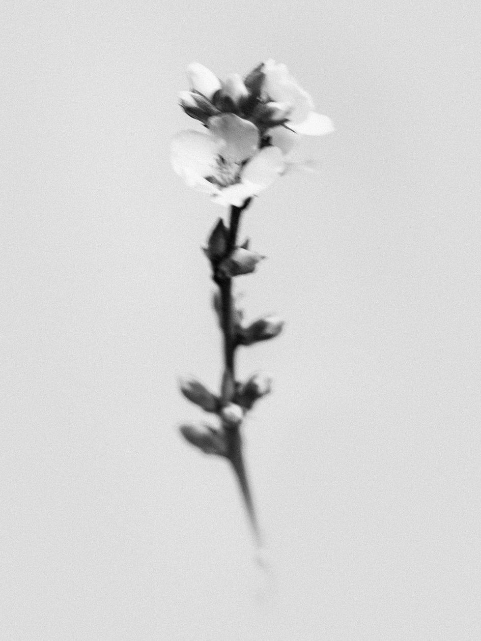 花の中で 55、2021（白黒写真） 作： Teis Albers