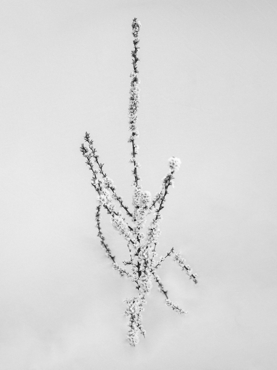 花の中で 57, 2021 (白黒写真) 作： Teis Albers