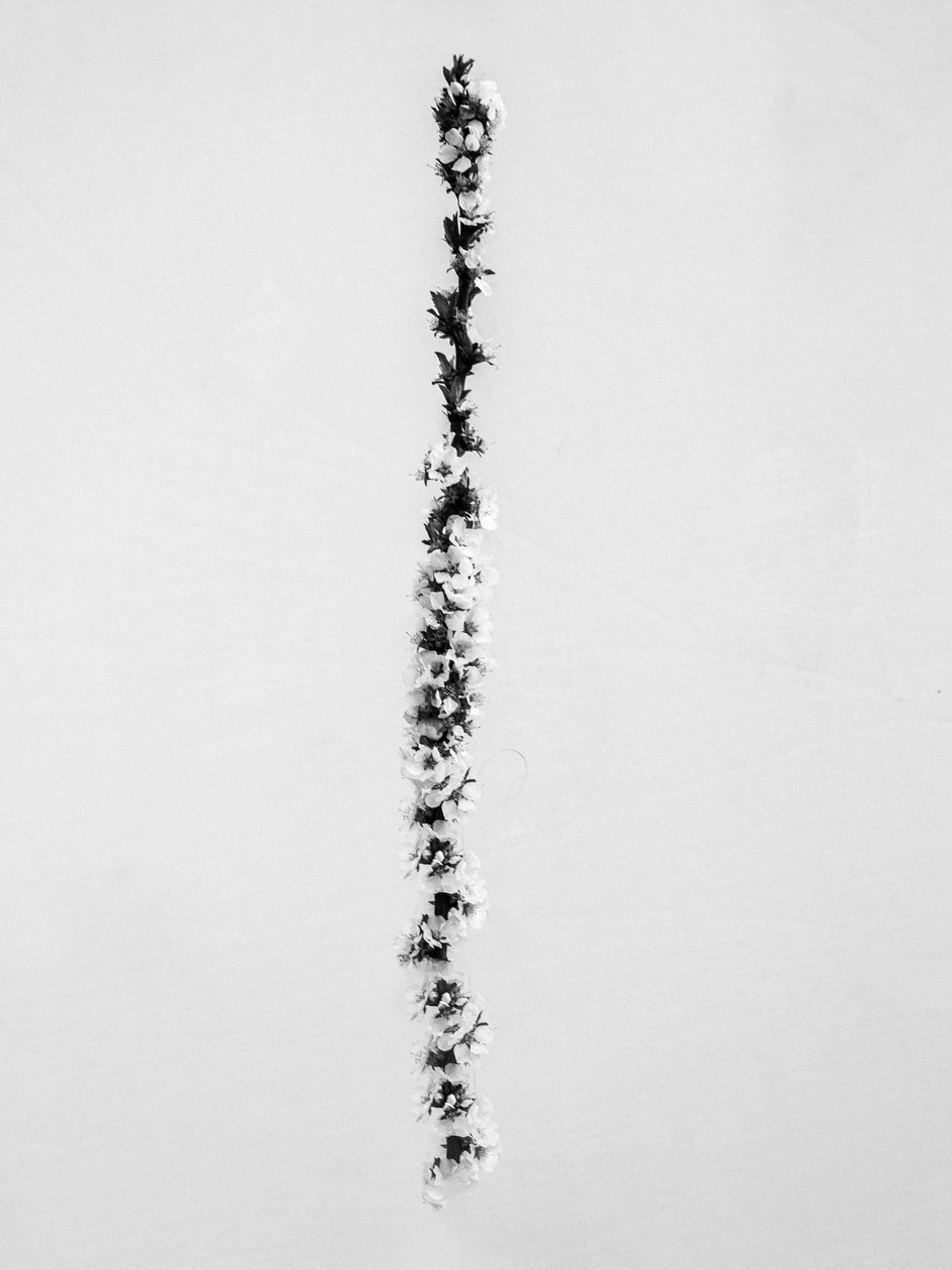 花の中で 58、2021（白黒写真） 作： Teis Albers