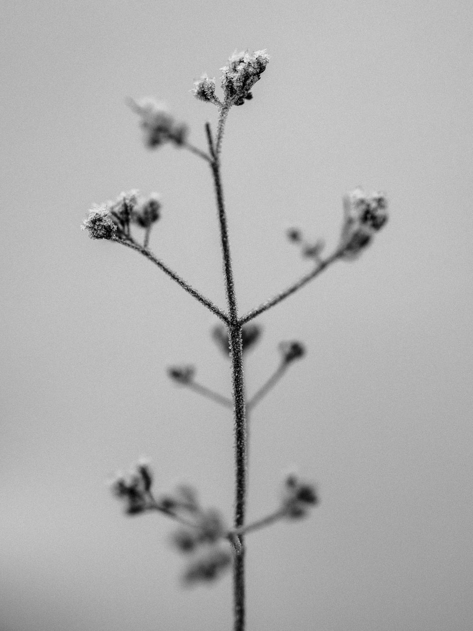 花の中で 2021 年 5 月 (b/w 写真) 作： Teis Albers