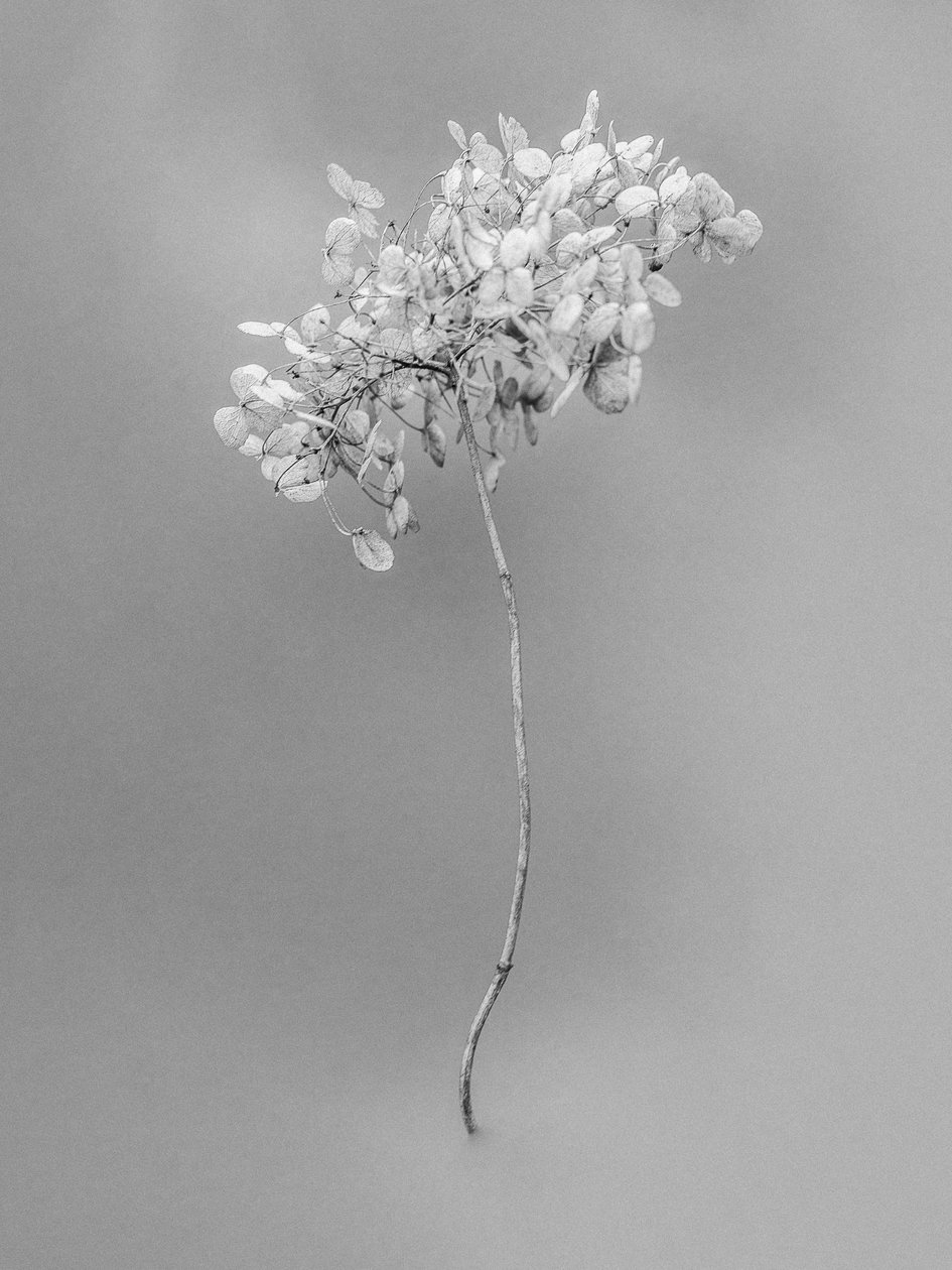 花の中で73、2021年（白黒写真） 作： Teis Albers