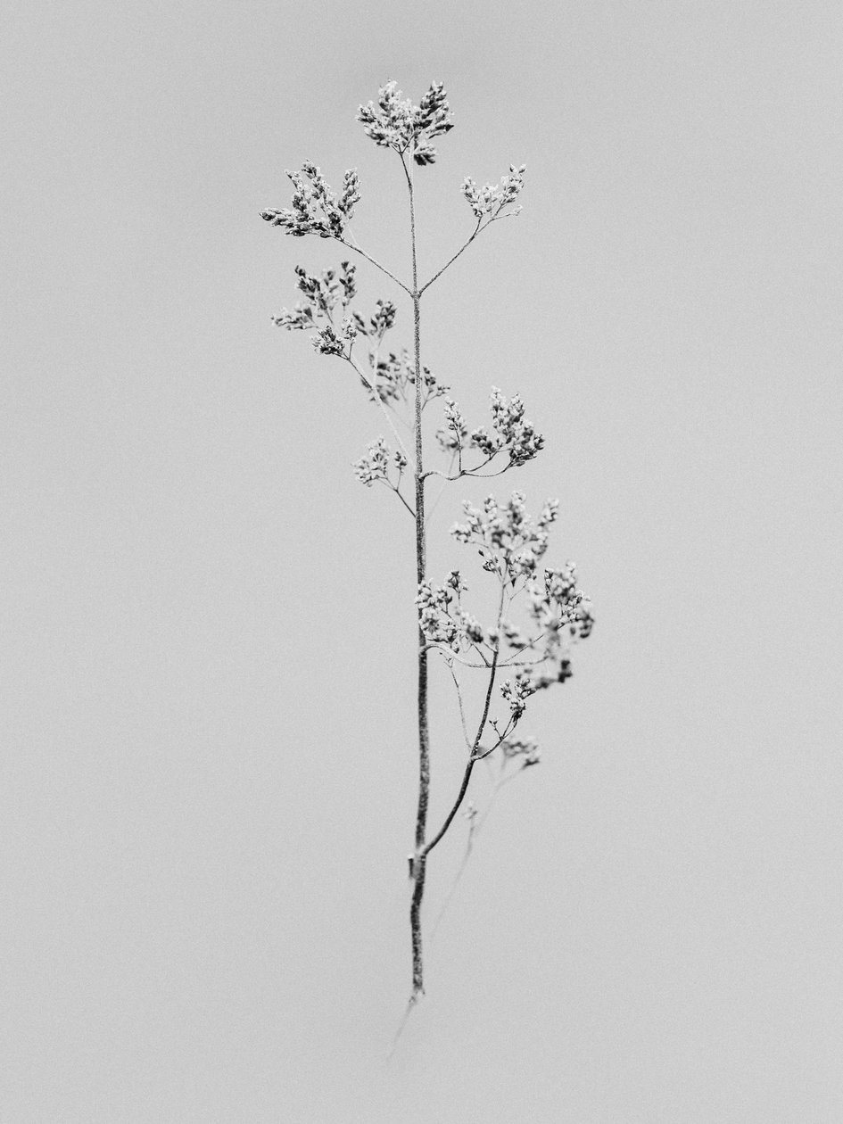花の中で76、2021（白黒写真） 作： Teis Albers