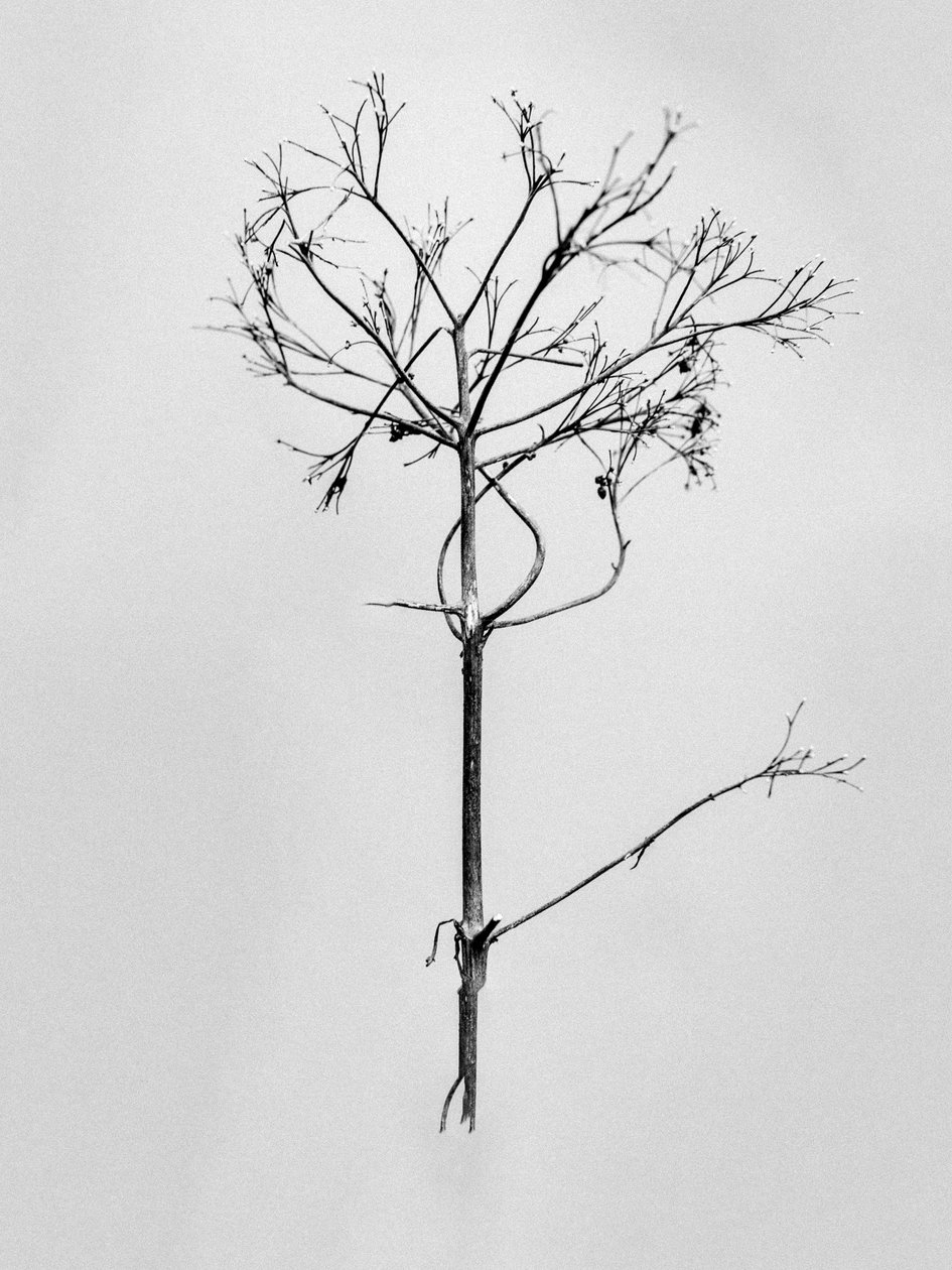 花の中で77、2021年（白黒写真） 作： Teis Albers