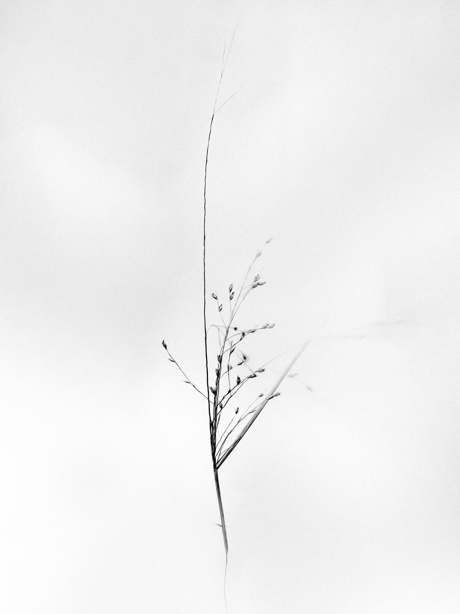花の中で79、2021年（白黒写真） 作： Teis Albers
