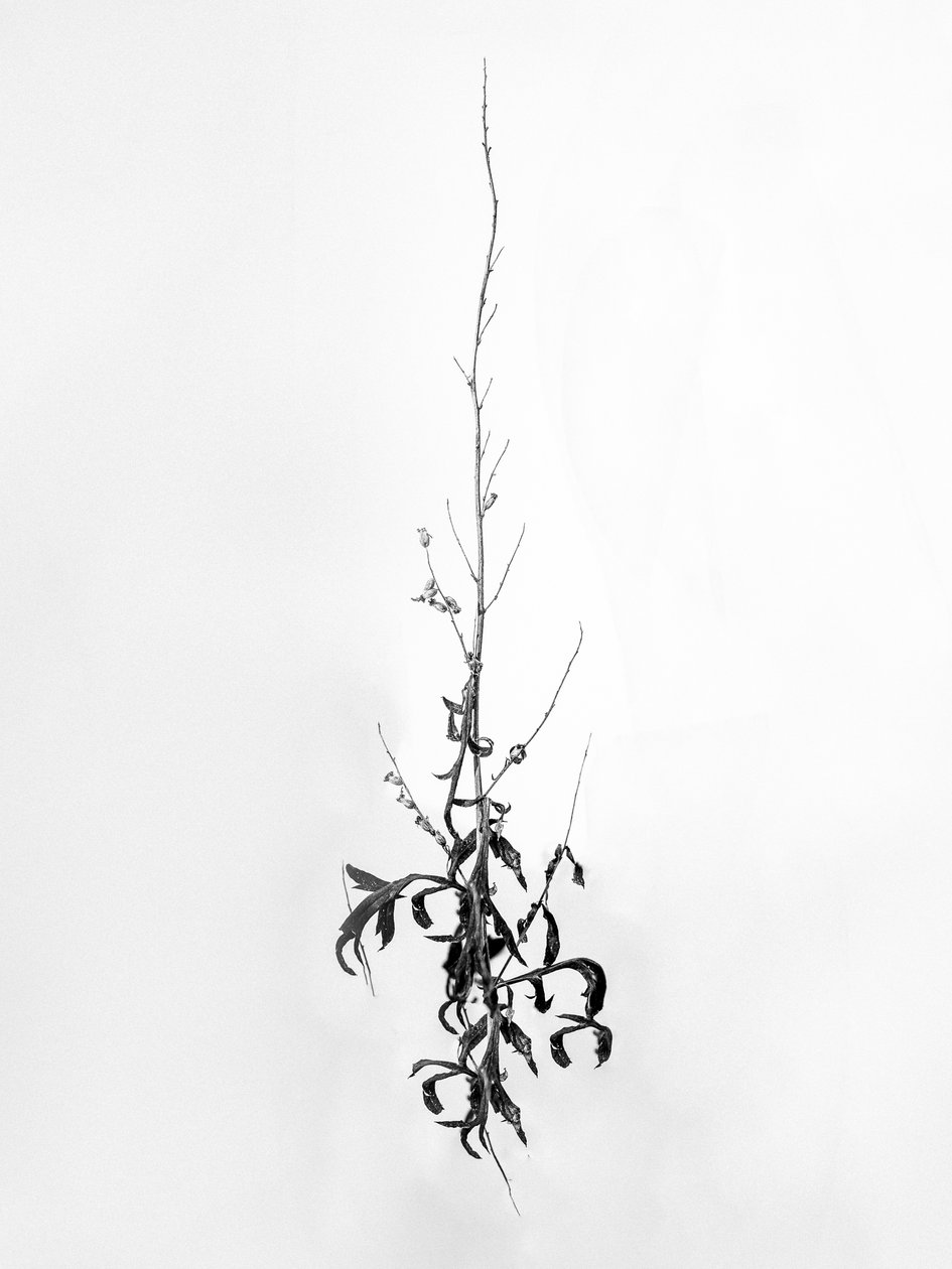 花の中で 80, 2021 (白黒写真) 作： Teis Albers