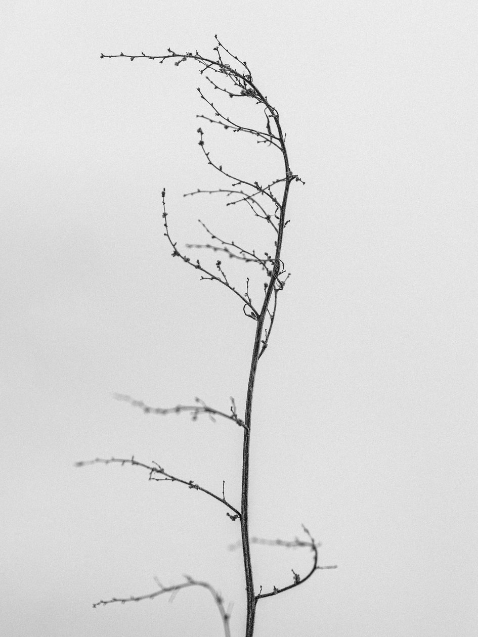 花の中で 2021 年 8 月 (b/w 写真) 作： Teis Albers