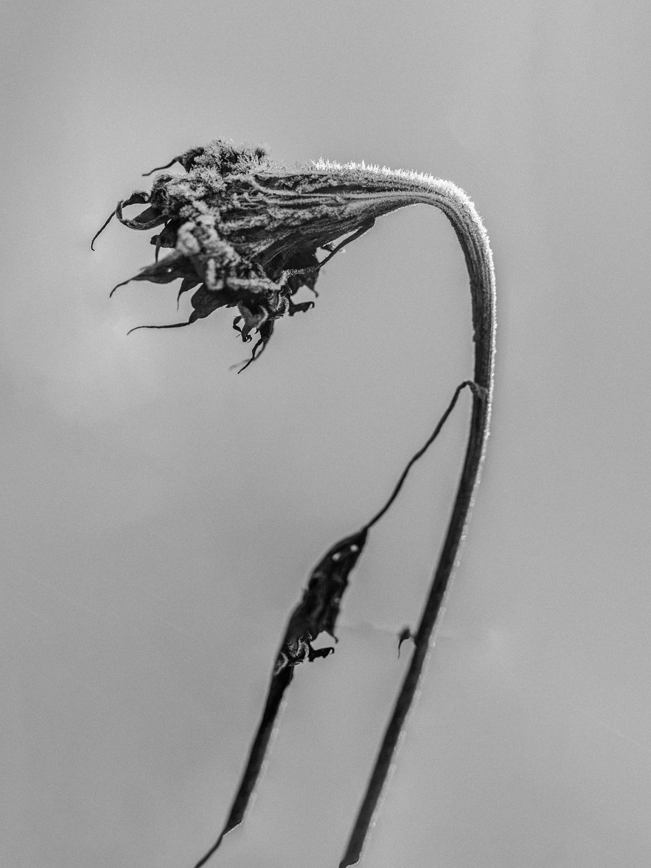 花の中で 2021 年 9 月 (b/w 写真) 作： Teis Albers
