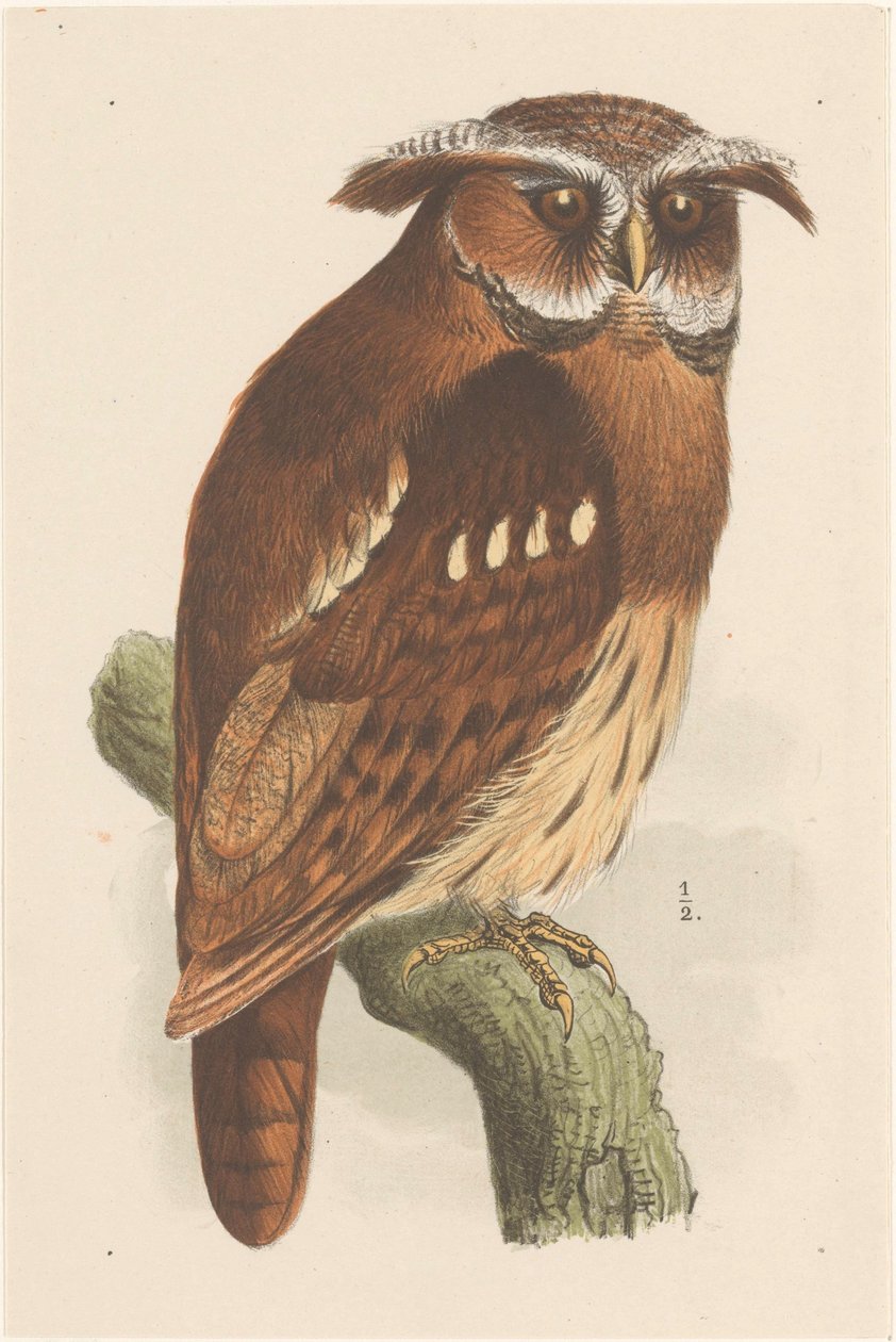 枝にフクロウ (bubo lettii) 作： テオファンホイテマ