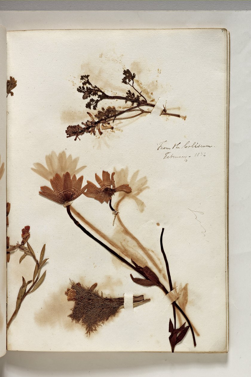 1832年、1832年のコロシアムの植物（ペンとインク、植物標本と紙） 作： トーマス・コール