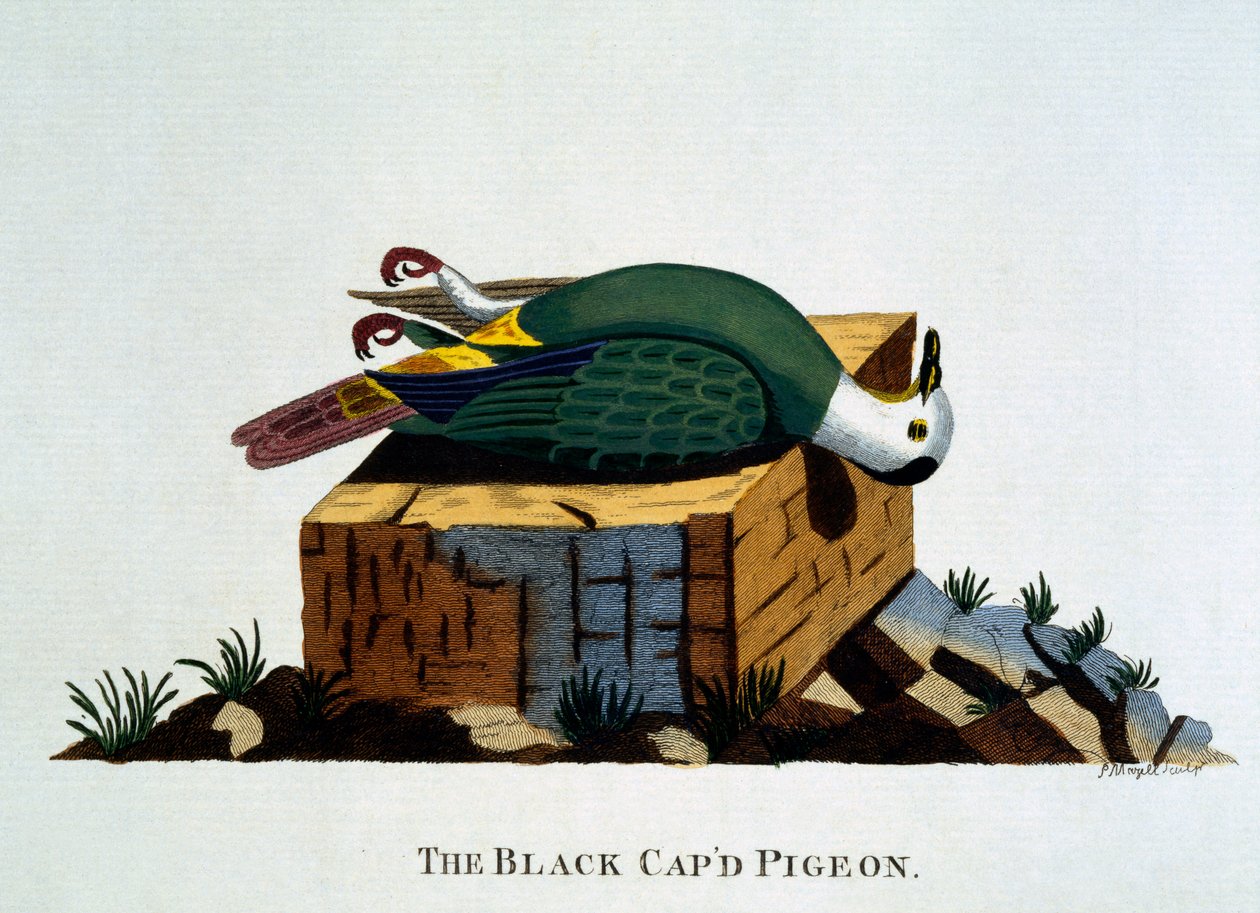 「インドの動物学」からのブラックキャップピジョン、1790年公開 作： トーマスペナント