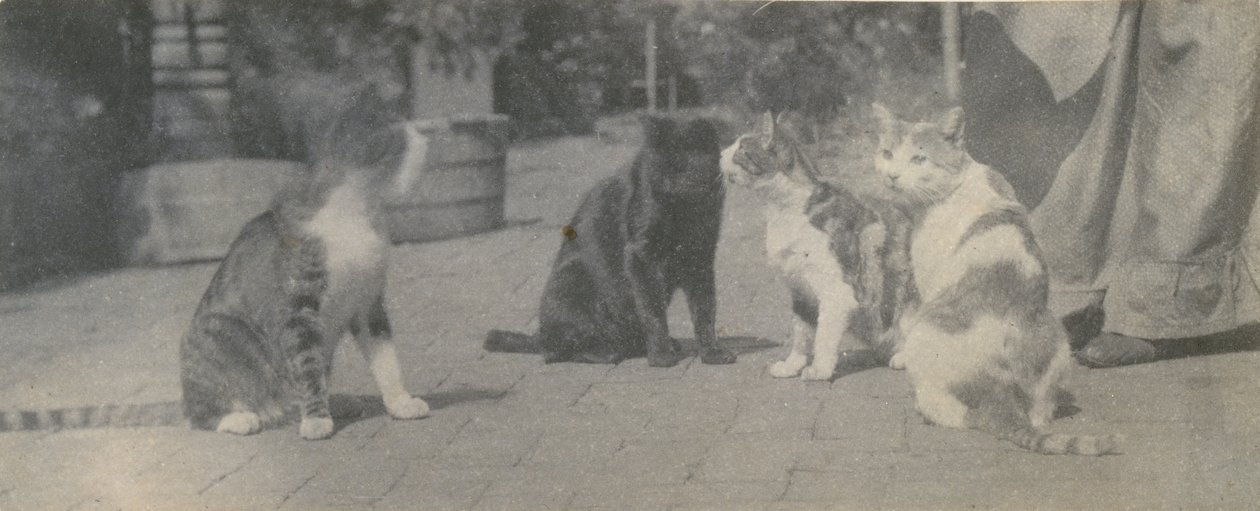 四匹の猫、カリフォルニア。 1895年。 作： トーマス・イーキンズ