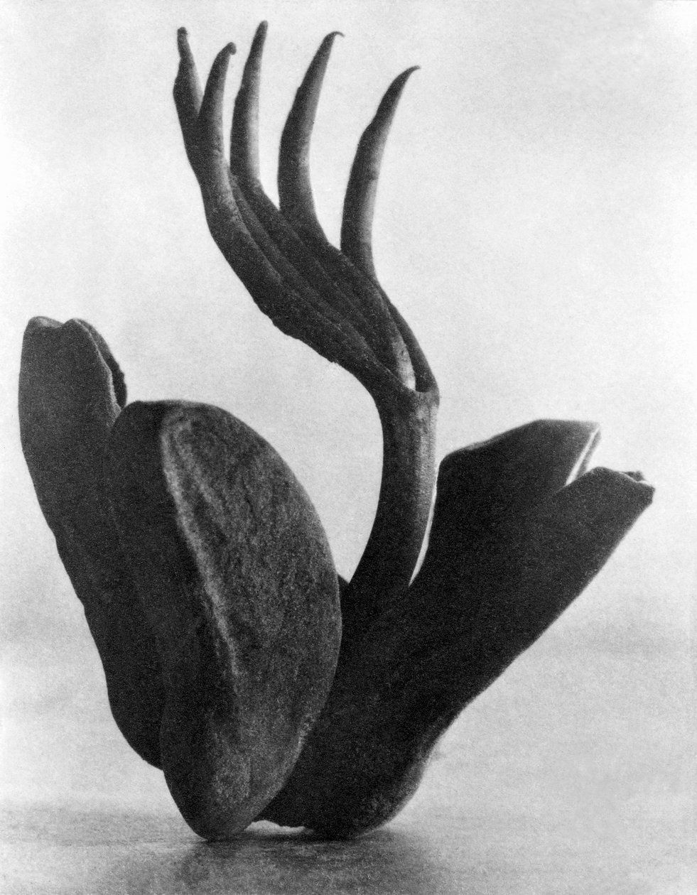 メキシコシティのフロールマニタ、1925年 作： ティナ・モドッティ