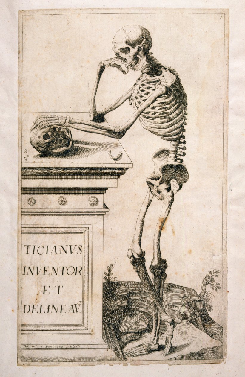 Domenico Maria Bonavera（b.1640）による解剖学的研究（エッチングとドライポイント） 作： Tiziano Vecelli