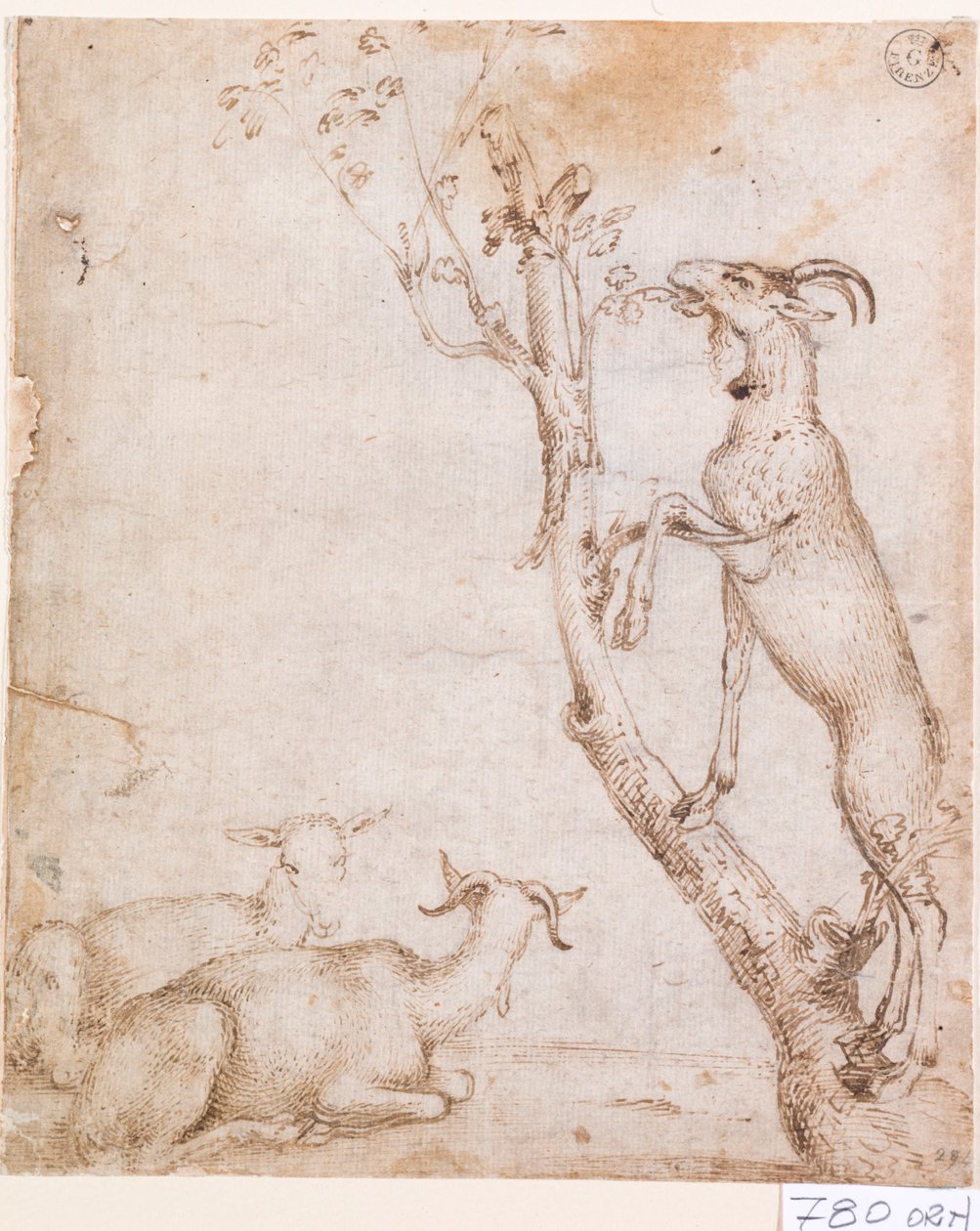 牧草地のヤギ （紙にペン・インク） 作： ティツィアーノ (c.1488-1576)