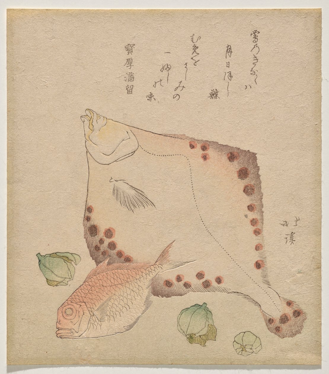 ヒラメ、鯛で福寿？ つぼみ 作： 魚屋北渓