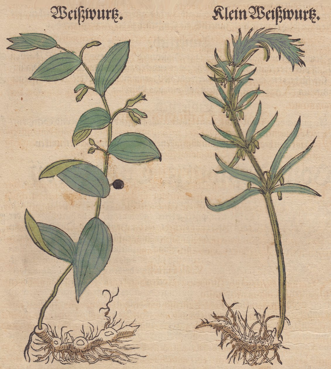 Polygonatum multiflorumおよびPolygonatum verticillatumのイラスト 作： 不明不明