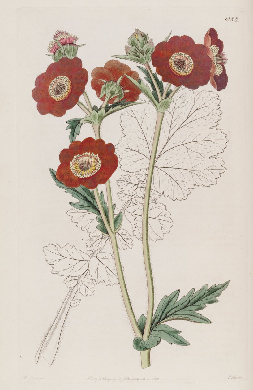 Geum coccineum LindlとしてのGeum quellyon。 作： 不明不明