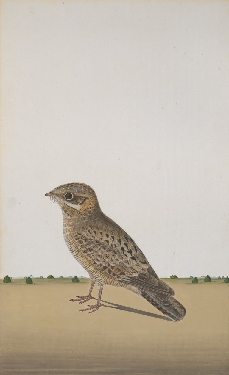 一般的なインドのヨタカ Caprimulgus asiaticus、ca。 1780年 作： 不明