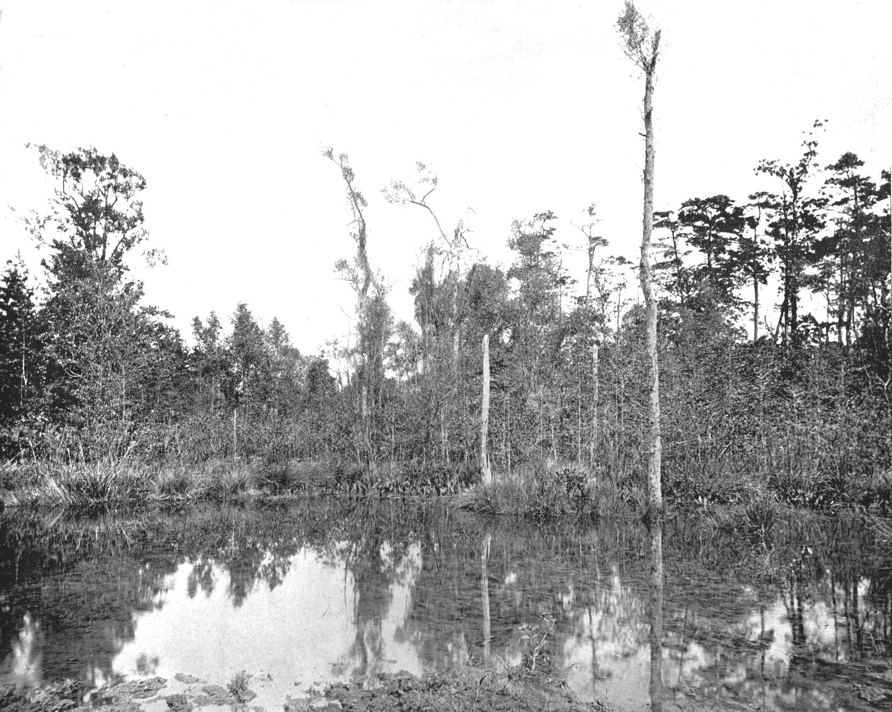 ルイジアナ州の沼地、アメリカ、c1900。 作： 不明