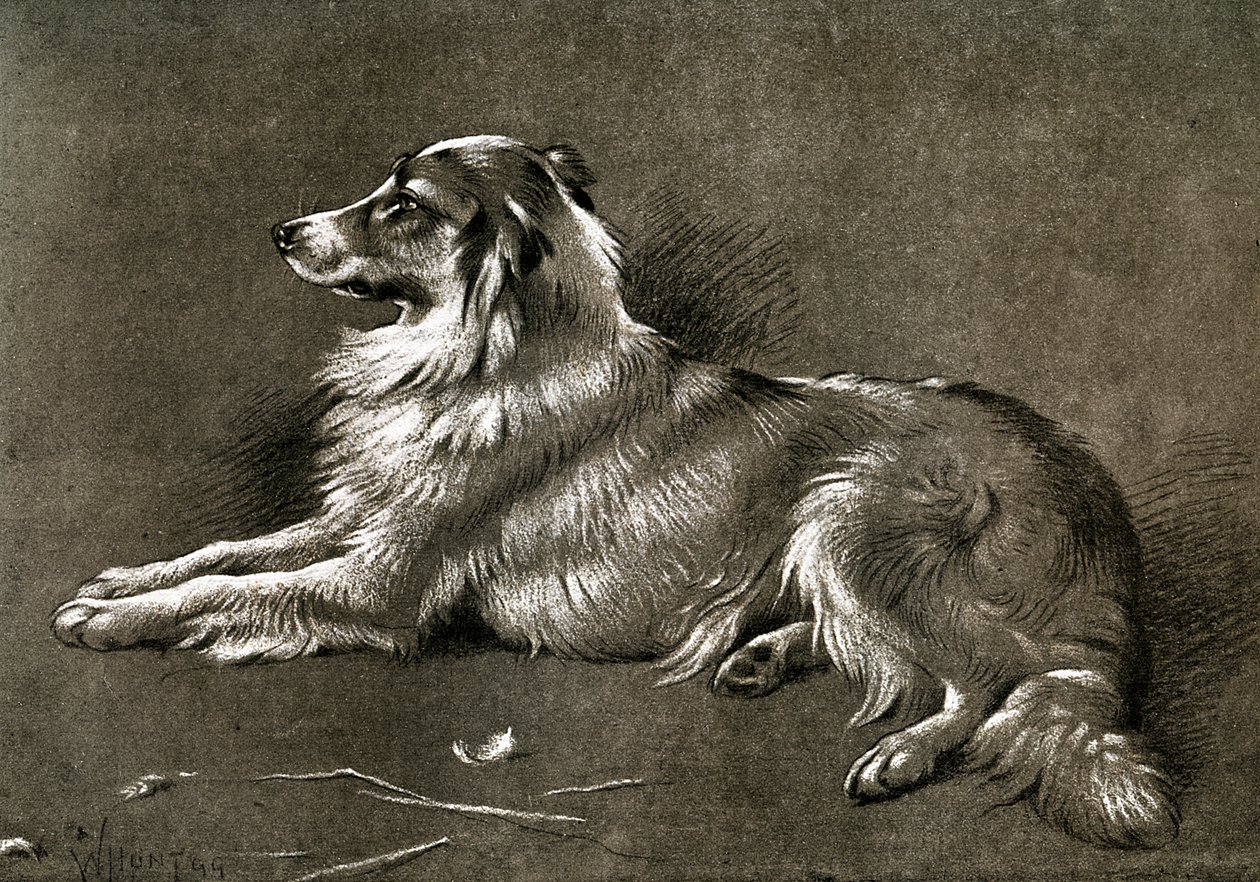 牧羊犬、1901 作： 不明