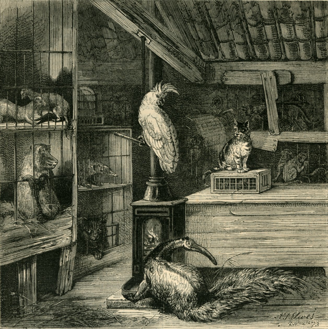 野獣ショップ、c1873。 作： 不明