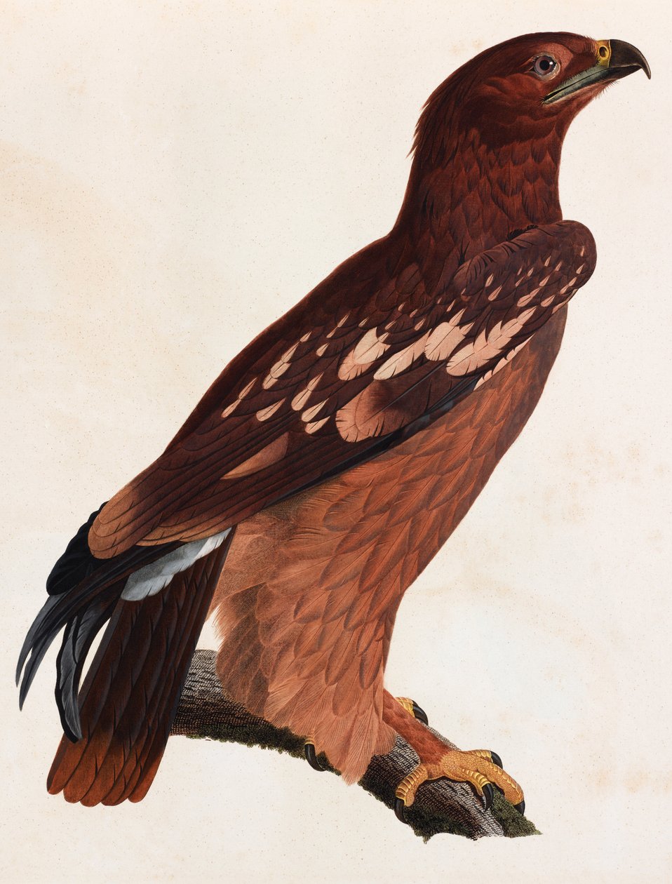 褐色の鳥のカラーイラスト 作： 不明