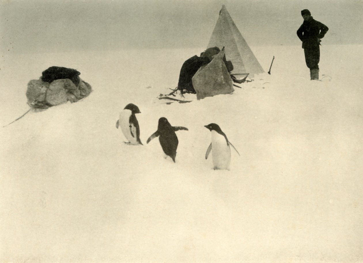 アデリーペンギンはキャンプc1908、1909を訪問します。 作： 不明
