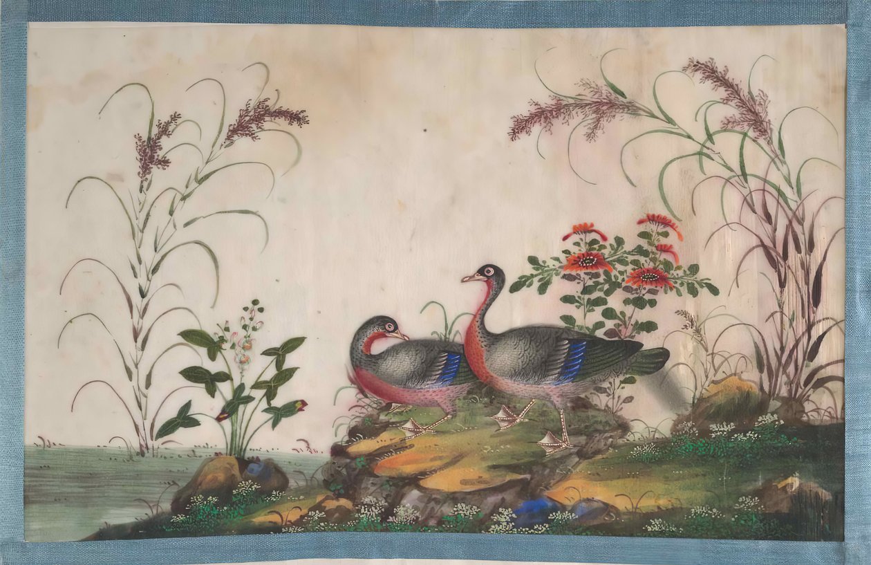 12 の鳥の絵を含むアルバム、19 世紀。 作： 不明