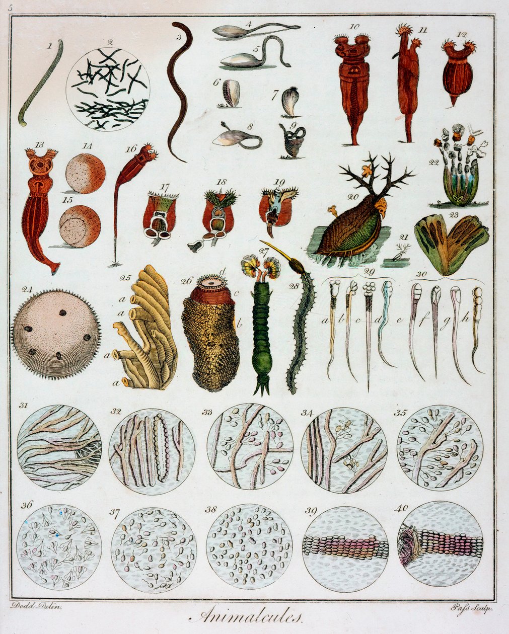 Anton van Leeuwenhoek によって観察された「Animalcules」、c1795 作： 不明