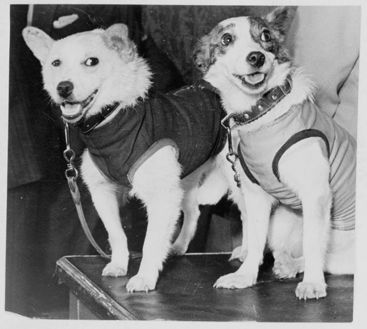 ベルカとストレルカ、ロシアの宇宙飛行士の犬、1960年 作： 不明