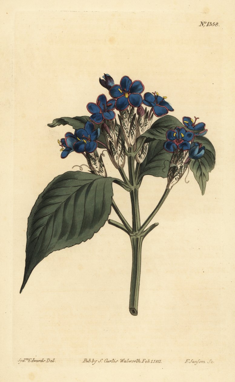 ブルーセージ（Eranthemum pulchellum）（青い花のジャスティシア（Justicia nervosa）の意 作： 不明